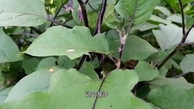 茄子想高产,这个方法要记住,后期1棵抵10棵的产量,又长又直!