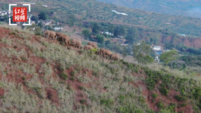 云南北移象群20日在峨山县迂回移动 独象返回晋宁区