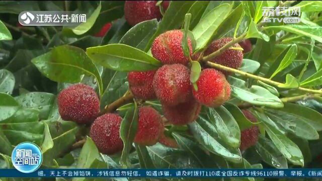 摘杨梅啦!夏季鲜果采摘正当时 农旅融合迎客来