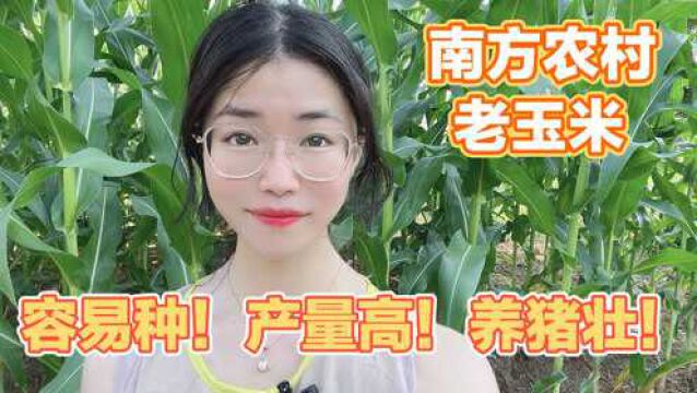 农村玉米,为何不好吃还种?村姑说3点:易管理、产量高、养猪壮