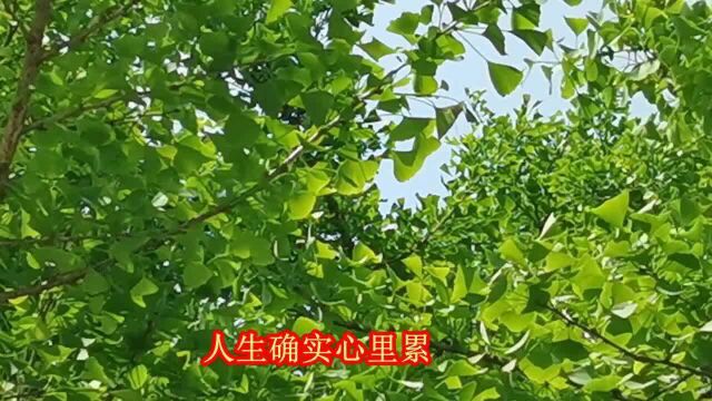 贵州山歌《看破红尘是与非》民间小调,经典山歌对唱