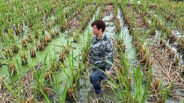 46岁农村妇女带工友研发茭白一季两收,成功申请三项专利