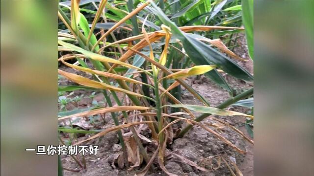 进入雨季,预防大姜茎基腐病很重要!