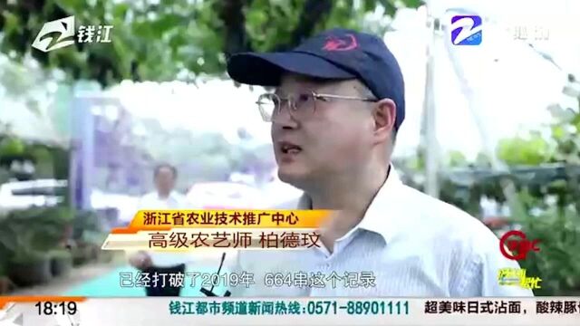 首次突破“单株千串” 永康“葡萄王”再创浙江农业之最