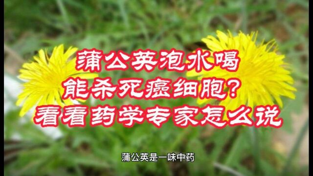 蒲公英泡水喝能杀死癌细胞?看看药学专家怎么说