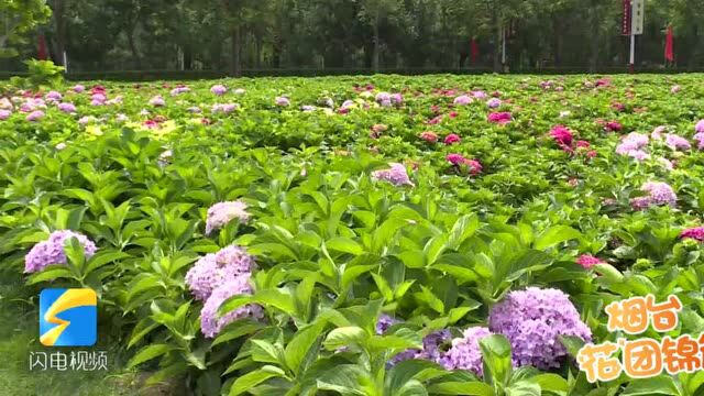 花开盛夏!荷花、向日葵、绣球、紫薇……快来山东这几个地方赏花度夏吧