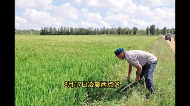 田地被害的女子