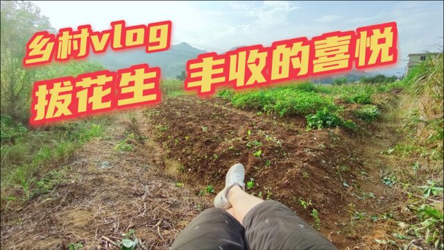 乡村vlog今天早饭后去田里拔花生,劳累后满满的都是丰收的喜悦