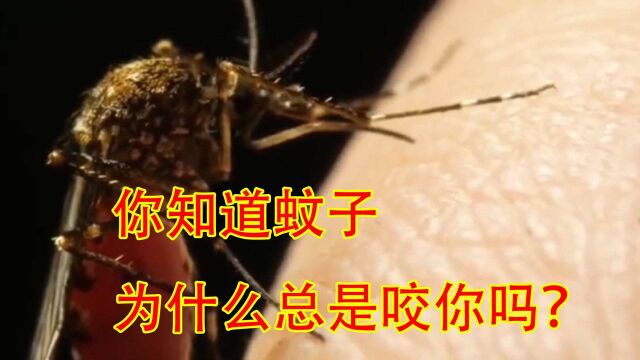 你知道蚊子为什么总是咬你吗?#“知识抢先知”征稿大赛#