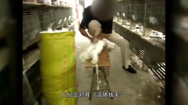 它每隔几个月被“活体拔毛”,至死才方休!