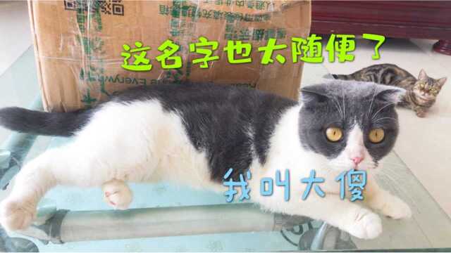 沐家有猫初登场,猫咪起名是个技术活,还是交给大家帮帮忙吧