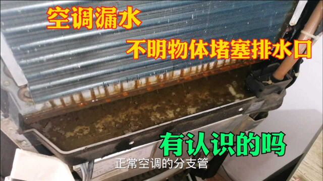 空调漏水,排水口被不明物体堵住了,有知道是什么东西的吗?