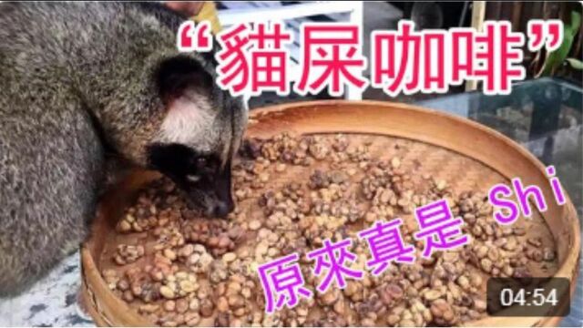 #知识ˆ’知识抢先知# 了解真正的“猫屎”咖啡!