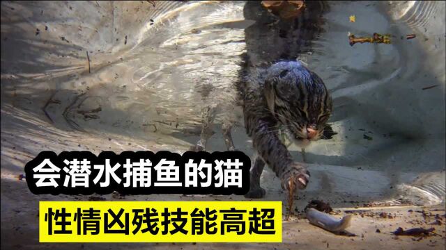 钓鱼猫:猫界游泳冠军,性情凶残不能驯养,堪称无情的“杀戮机器”