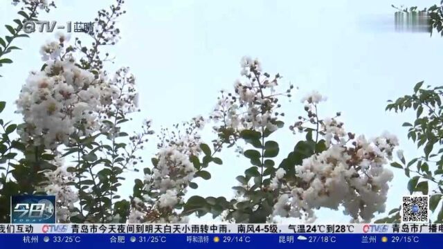 夏尽秋未至!青岛中山公园紫薇花开,市民打卡“超级紫”