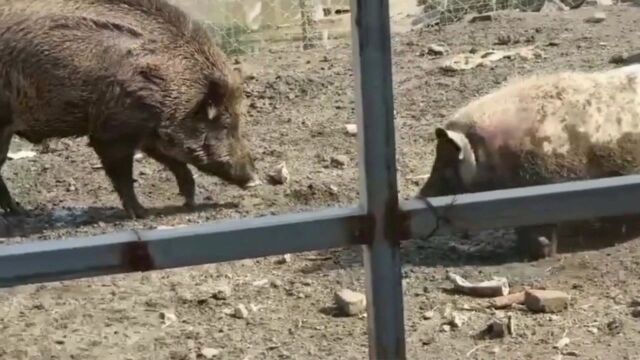 野猪和家猪的战争,铁子们你们觉得它俩谁更厉害一点呢