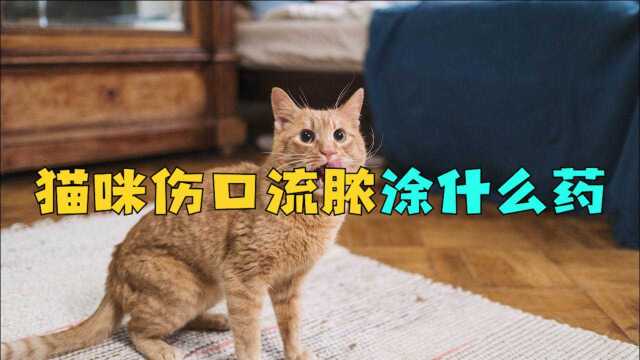 猫咪伤口流脓涂什么药