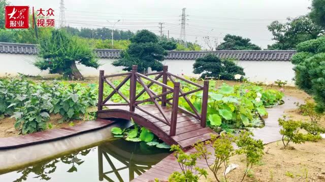 ∣雨后秋荷别样美