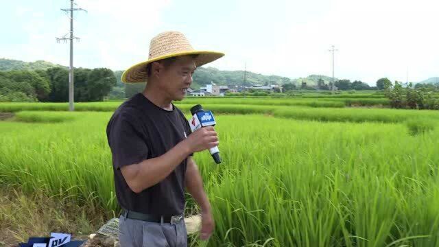 【康康我的家乡】河渡村:汗化的“村甜” 是满满的乡村味