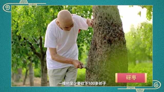 寻枣记 | 枣树为何“肚子大”?