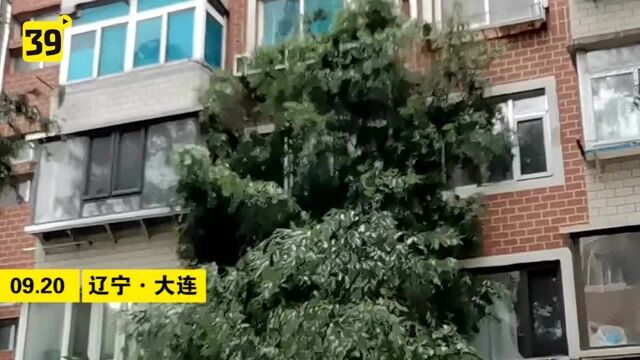 雨急风骤 道边大柳树倒地 砸向对面居民楼