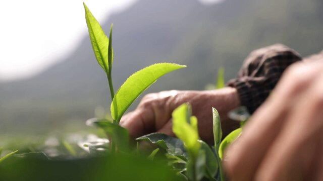 登上英国女王“国宴”的中国红茶——英红