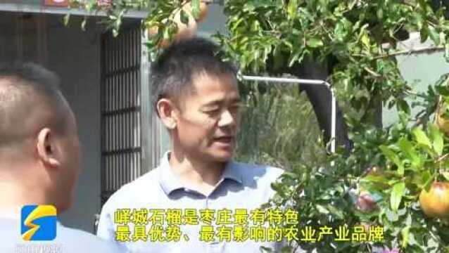 数据赋能枣庄石榴产业 ,助推特色农业发展