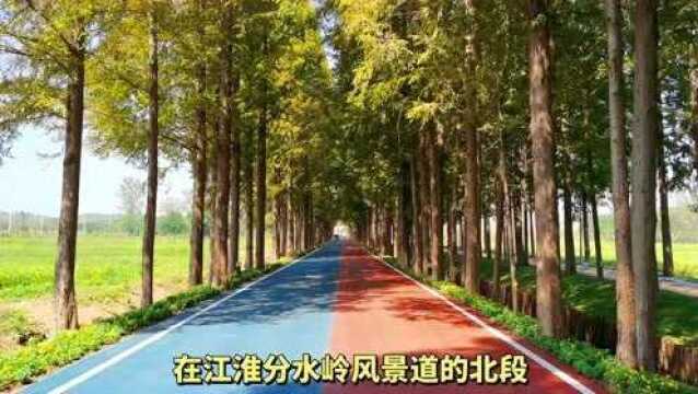 安徽滁州有一条网红公路,十里长衫爱情大道,自驾游全椒必打卡