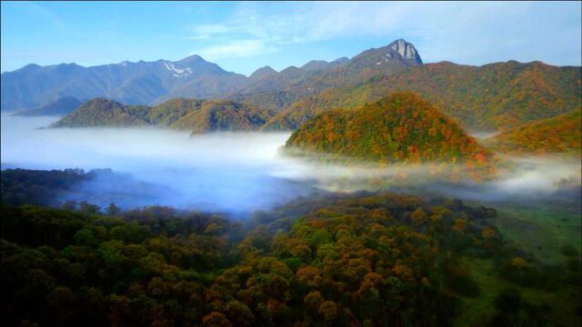 航拍神农架绝美秋景,云雾浩渺,层林尽染,红叶争艳,如同仙境