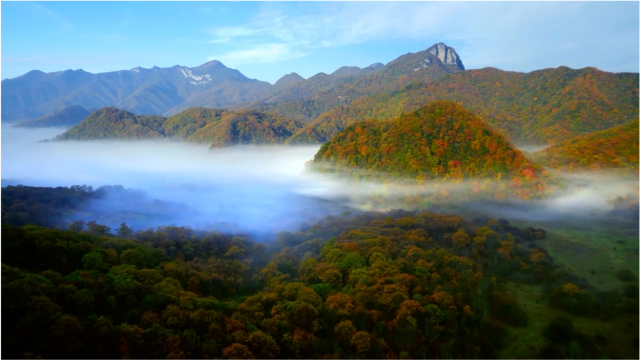 航拍神农架绝美秋景,云雾浩渺,层林尽染,红叶争艳,如同仙境