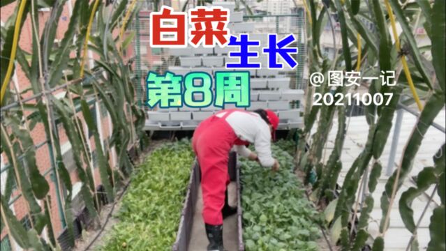 【图安一记】楼梯顶白菜播种第8周 芥蓝都开花了