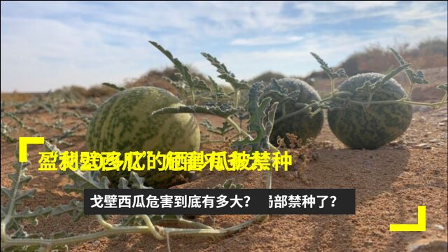 盈利20多亿的硒砂瓜被禁种?戈壁西瓜危害到底有多大?