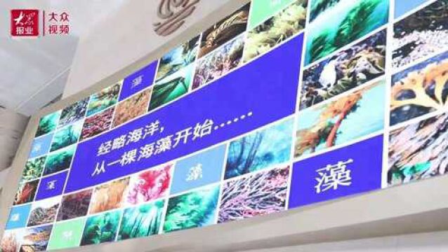 “挺进深蓝”记者行⑤|经略海洋,从一颗海藻开始