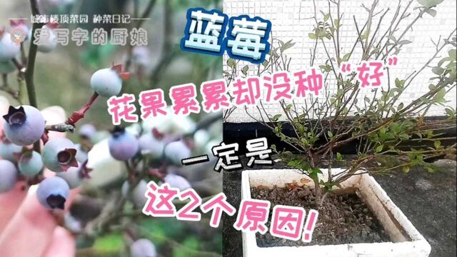 蓝莓年年花果累累却没种\