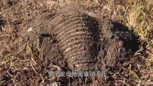 地面耸动不止,一只活物突然破土而出,难道这就是“土行孙”?