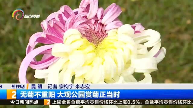 无菊不重阳!大观公园赏菊正当时