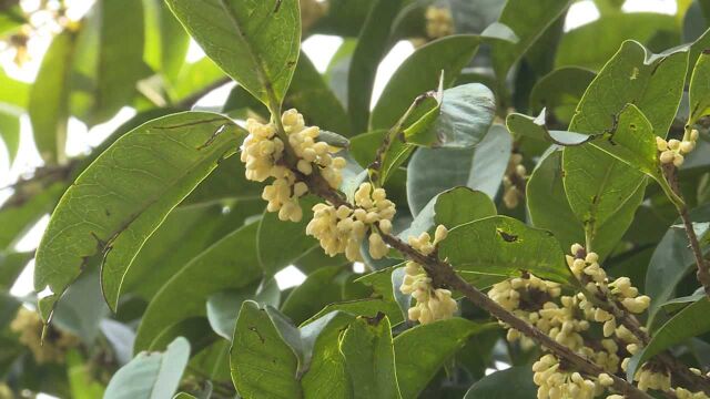 虽迟但到!杭州桂花今明两天陆续盛开,本周杭州进入适宜赏桂时间