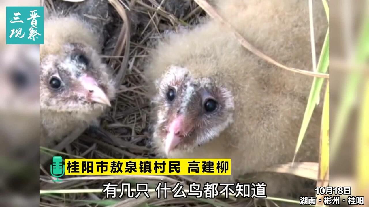 桂阳一村民干农活捡到5只怪鸟,原来是国家二级野生保护动物猴面鹰.