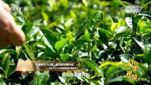 福鼎白茶生长气候有什么要求?生长条件是什么?