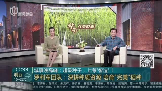 城事晚高峰:超级种子,上海“智造”!——罗利军团队——深耕种质资源 培育“完美”稻种