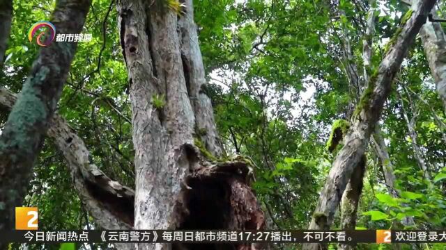 生物万象:植物寿星小花龙血树