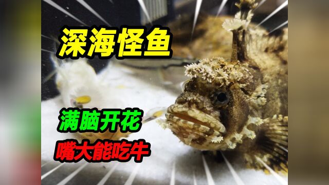 深海怪鱼成功入驻原生海缸,入缸后大放光彩,这次海缸帅气了#原生海缸 #海缸 #怪鱼