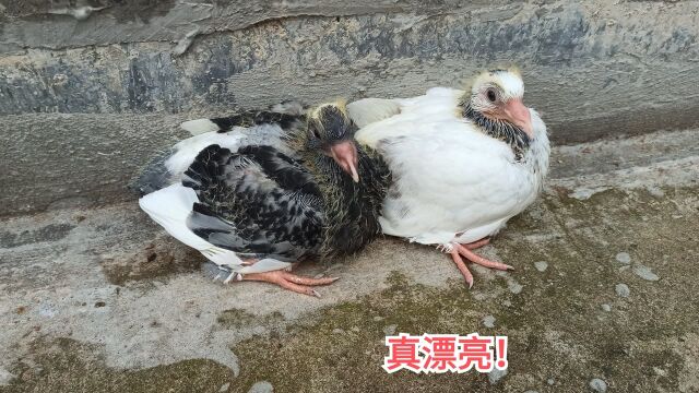 时隔2年,终于出了一对十分漂亮的花鸽子,这比抓天落鸟更开心