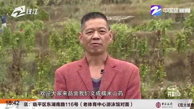 【助力共富行动】高山黄泥种出来的好山药软糯香甜独一份(二)