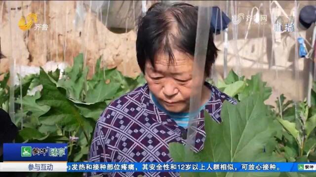 定陶:农技专家深入田间,指导农户应对低温天气,保障农业生产