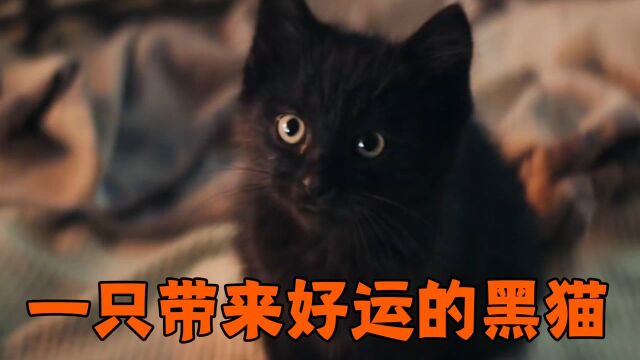 都说黑猫会带来不详,而这只黑猫,却一直给人带来好运,你想拥有一只嘛?