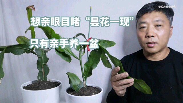 昙花好养吗?园艺师教你如何养护?如何选盆配土?新手快来看看