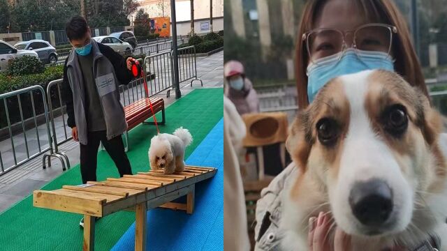 宠物专属游乐园在小区、商场纷纷“上线”,能否缓解“人犬冲突”,解决“养犬难”?