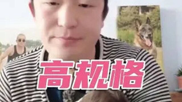 179如何更高规格的给予犬精神奖励 #知识分享 #训犬