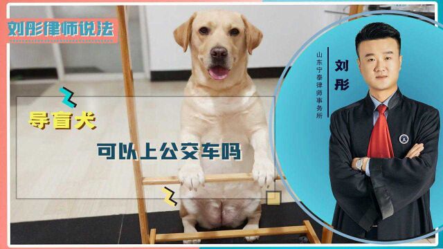 导盲犬到底可不可以坐公交车?对此有哪些相关规定,快来了解一下